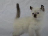 Un chaton American Curl se fait prendre en photo