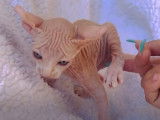 Ce chaton Elf-Cat qui adore les câlins
