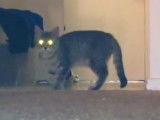 chat-aphrodite-yeux-brillants