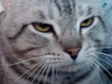 Un chat California Spangled qui petonne