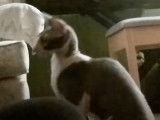 Un Cornish Rex qui s'assoit comme un chien