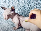 Un chaton Dwelf en train de se faire câliner