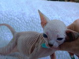 Un chaton Sphynx qui se fait câliner tendrement