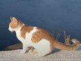 Un chat de la mer d'Egée qui se balade dans des rues