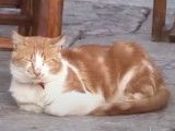 Un Chat de la mer d'Egée est en train de faire la sieste