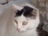 Des chats de la mer d'Egée qui se baladent à Mykonos