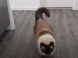 Un chat de race Ragdoll est en train de suivre son maitre
