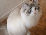 Un chat Ragdoll qui miaule pour jouer