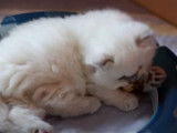 Un chaton Highland Straight qui ronronne en jouant