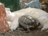 Un chat Highland Straight et une tortue qui cohabitent
