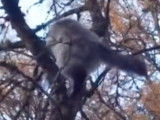 Un chat Norvégien grimpe à un arbre
