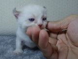 Un chaton Kinkalow fait ses premiers pas