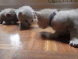 Des chatons Australian Mist de trois semaines