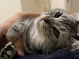 Un American Shorthair est très complice avec son maitre