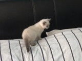Un chaton British Shorthair qui est très curieux