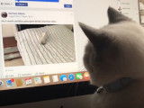 Un chat British Shorthair est passionné par une vidéo