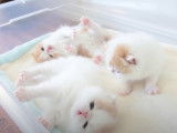 Des chatons Exotic Shorthair de 3 semaines sont allongés sur le dos