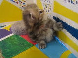 Un chaton Persan qui observe son environnement