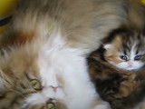 Une maman Persan  câline son chaton
