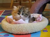 Un chaton Persan qui essaie d'avoir des caresses