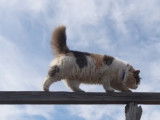 Un chat Aphrodite qui a le goût du risque