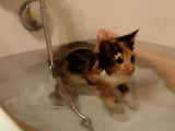 Un chat de race Européen joue dans l'eau du bain