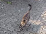 Un chat Européen qui balade en extérieur
