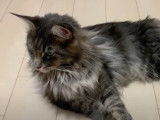 Un Maine Coon qui se fait câliner