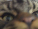 Un chat Maine Coon attaque la caméra de son maitre