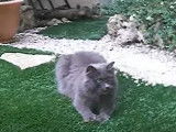 Un Nebelung se balade dans le jardin