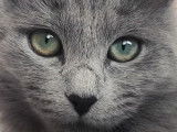 Le quotidien d'un chat Nebelung