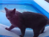Un chat Nebelung se balade sur le bord d'une piscine