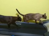 Deux chats Burmese marchent sur un tapis roulant