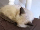 Un chaton Ragdoll qui dort sur un canapé