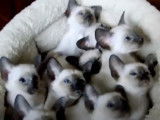 Des chatons Siamois se tiennent chaud