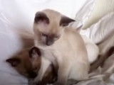 Deux chatons Tonkinois se reposent ensemble