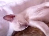 Un chaton Tonkinois en train de dormir sur le dos