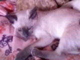 Des chatons Tonkinois se tiennent chaud