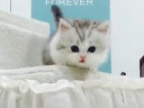 Un chaton Munchkin descend l'escalier en miaulant