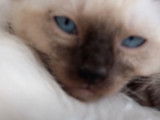 Des chatons Siamois de 10 semaines se reposent
