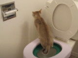 Un chat Singapura fait ses besoins dans des toilettes