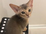 Un chaton Abyssin qui adore les câlins