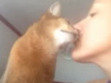 Un chat Abyssin veut des bisous de sa maitresse