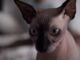Un chat Sphynx observe ses maitres