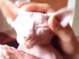 Un Sphynx adore recevoir des câlins