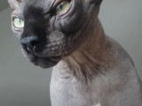 Un chat Sphynx est totalement détendu