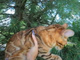 Un Bengal est porté dans les bras