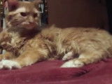 Un Tennessee Rex est en train de se reposer