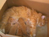 Des chatons Tennessee Rex tètent leur mère