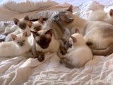 Une chatte Thaï fait la toilette à ses chatons